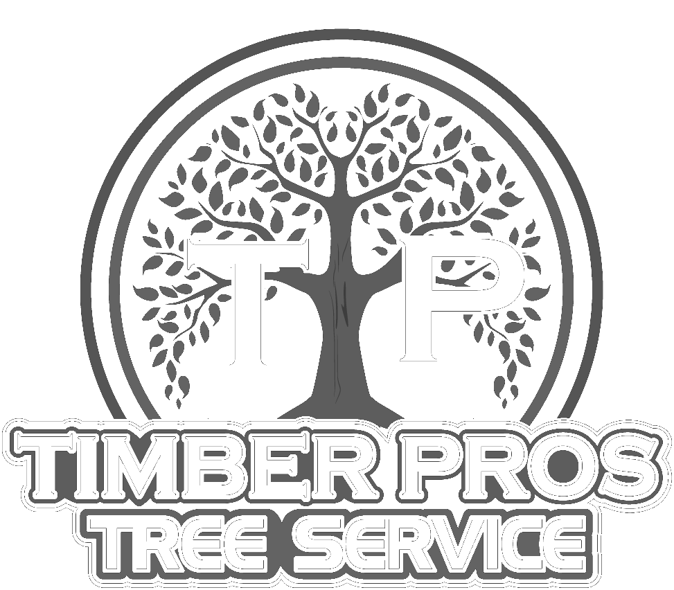 timber-light